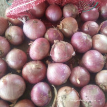 Exportação Standard Qualidade de Fresh Red Onion 5-7cm